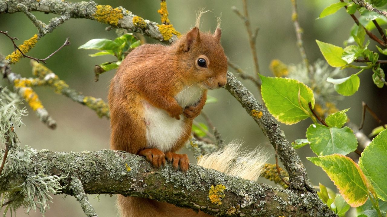 Wallpaper squirrel, red, branch, animal