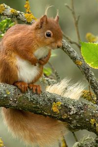 Preview wallpaper squirrel, red, branch, animal