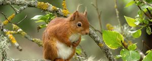 Preview wallpaper squirrel, red, branch, animal