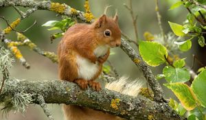 Preview wallpaper squirrel, red, branch, animal