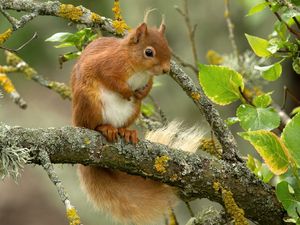 Preview wallpaper squirrel, red, branch, animal