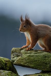 Preview wallpaper squirrel, red, rocks