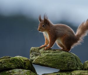 Preview wallpaper squirrel, red, rocks