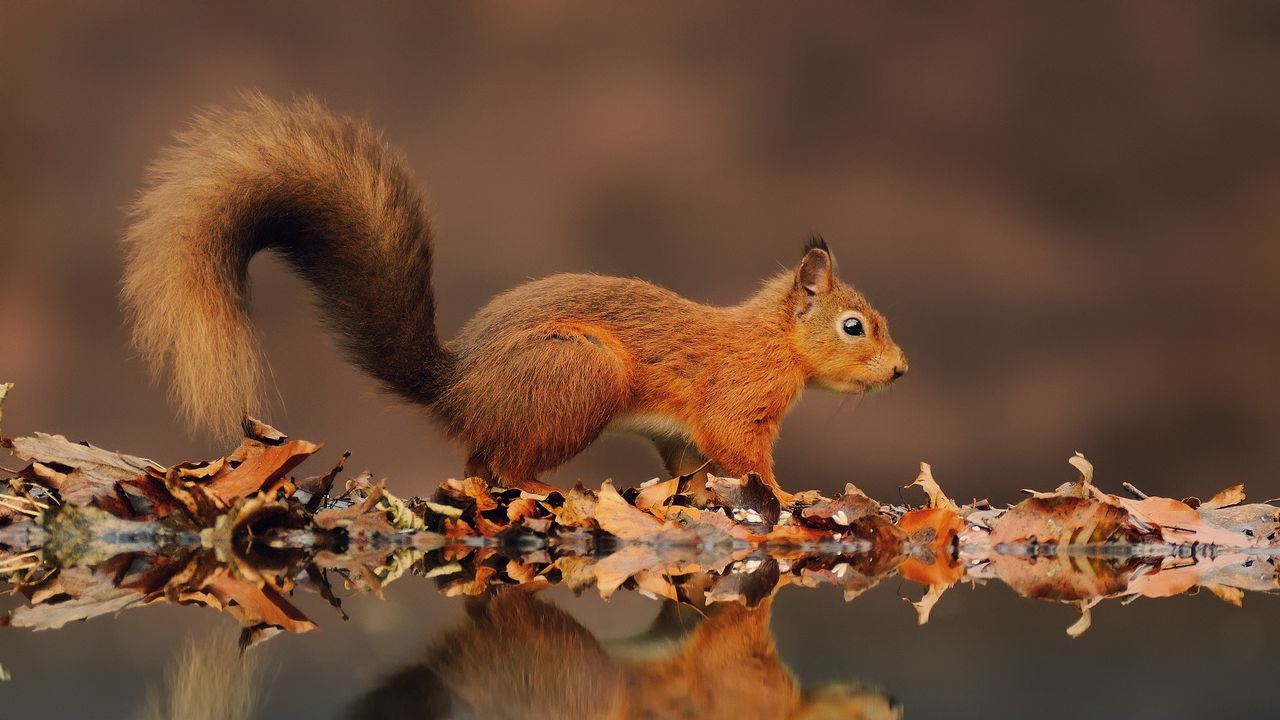 Wallpaper squirrel, reflection, animal