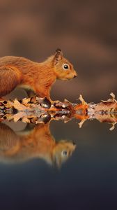 Preview wallpaper squirrel, reflection, animal