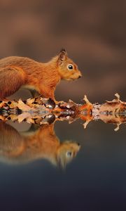 Preview wallpaper squirrel, reflection, animal