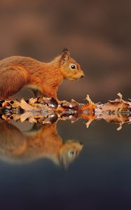 Preview wallpaper squirrel, reflection, animal