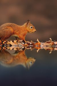 Preview wallpaper squirrel, reflection, animal