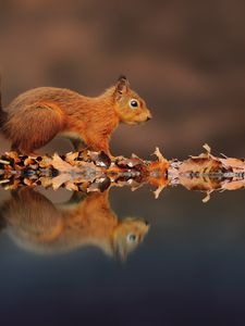 Preview wallpaper squirrel, reflection, animal