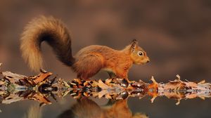 Preview wallpaper squirrel, reflection, animal