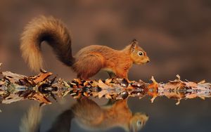 Preview wallpaper squirrel, reflection, animal