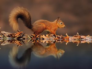 Preview wallpaper squirrel, reflection, animal