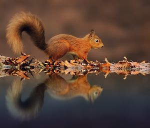 Preview wallpaper squirrel, reflection, animal