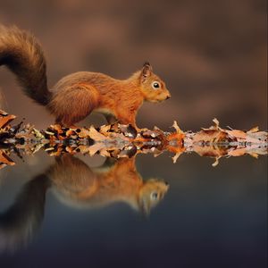 Preview wallpaper squirrel, reflection, animal