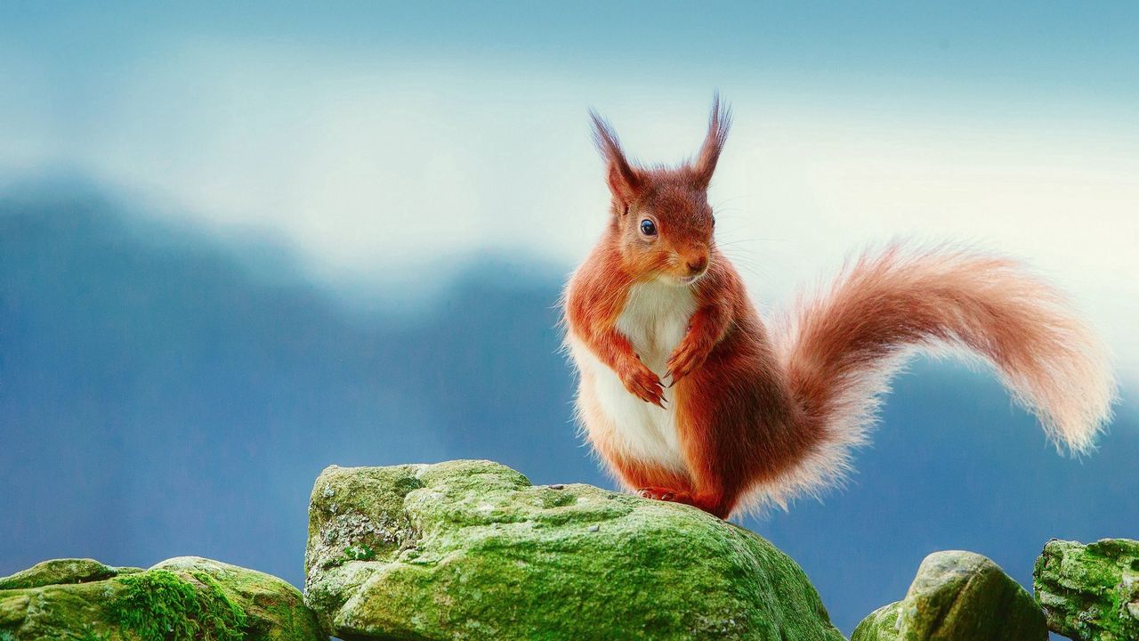 Wallpaper squirrel, rocks, moss