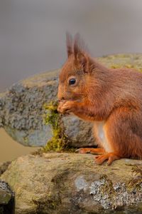 Preview wallpaper squirrel, rocks, red