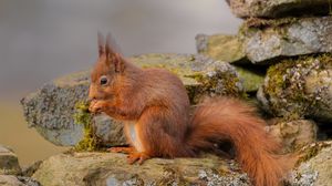 Preview wallpaper squirrel, rocks, red