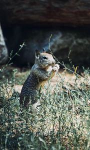 Preview wallpaper squirrel, rodent, animal, grass, wildlife