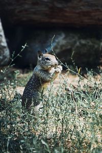 Preview wallpaper squirrel, rodent, animal, grass, wildlife