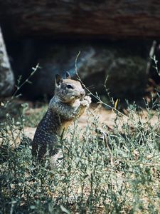 Preview wallpaper squirrel, rodent, animal, grass, wildlife