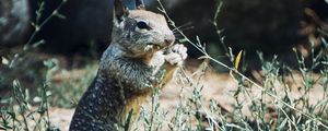 Preview wallpaper squirrel, rodent, animal, grass, wildlife