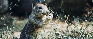Preview wallpaper squirrel, rodent, animal, grass, wildlife