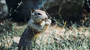 Preview wallpaper squirrel, rodent, animal, grass, wildlife