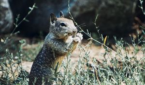 Preview wallpaper squirrel, rodent, animal, grass, wildlife