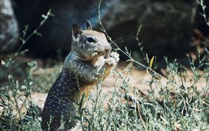 Preview wallpaper squirrel, rodent, animal, grass, wildlife