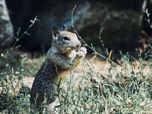 Preview wallpaper squirrel, rodent, animal, grass, wildlife