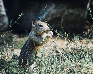 Preview wallpaper squirrel, rodent, animal, grass, wildlife