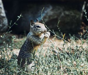 Preview wallpaper squirrel, rodent, animal, grass, wildlife