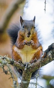 Preview wallpaper squirrel, rodent, animal, tree