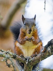 Preview wallpaper squirrel, rodent, animal, tree