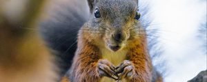 Preview wallpaper squirrel, rodent, animal, tree