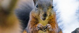 Preview wallpaper squirrel, rodent, animal, tree