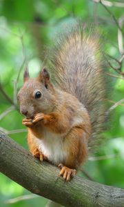 Preview wallpaper squirrel, rodent, animal, tree, furry