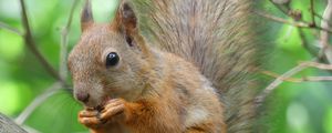 Preview wallpaper squirrel, rodent, animal, tree, furry
