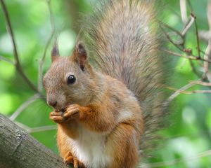 Preview wallpaper squirrel, rodent, animal, tree, furry