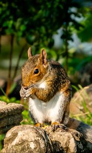 Preview wallpaper squirrel, rodent, animal, stones