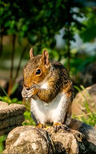 Preview wallpaper squirrel, rodent, animal, stones