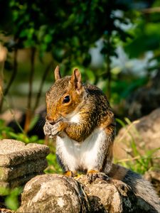 Preview wallpaper squirrel, rodent, animal, stones