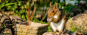 Preview wallpaper squirrel, rodent, animal, stones