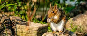 Preview wallpaper squirrel, rodent, animal, stones