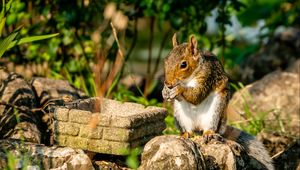 Preview wallpaper squirrel, rodent, animal, stones