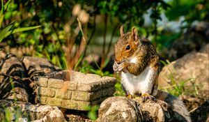 Preview wallpaper squirrel, rodent, animal, stones