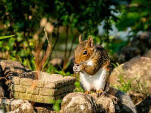 Preview wallpaper squirrel, rodent, animal, stones