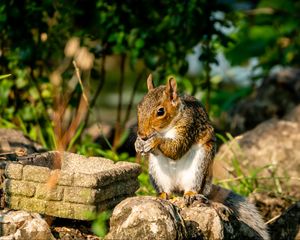 Preview wallpaper squirrel, rodent, animal, stones