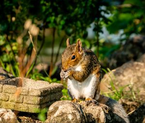 Preview wallpaper squirrel, rodent, animal, stones