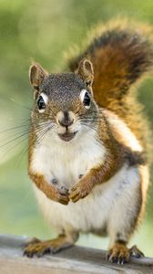 Preview wallpaper squirrel, rodent, animal, glance